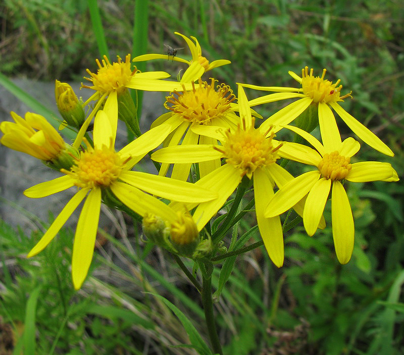 Image of Senecio nemorensis specimen.