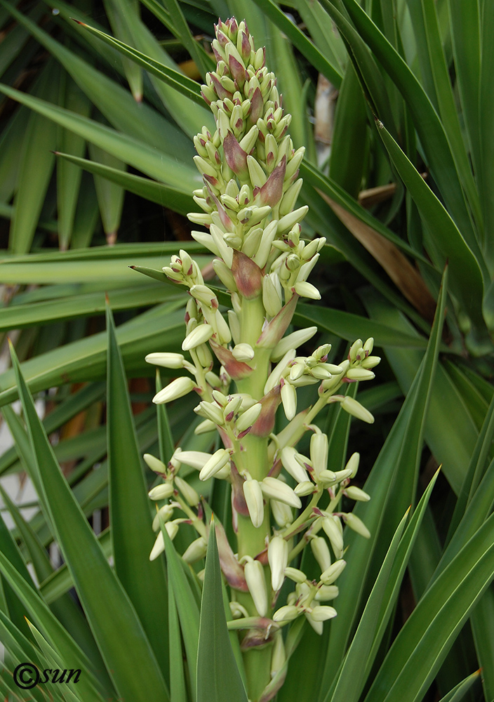 Изображение особи Yucca treculeana.