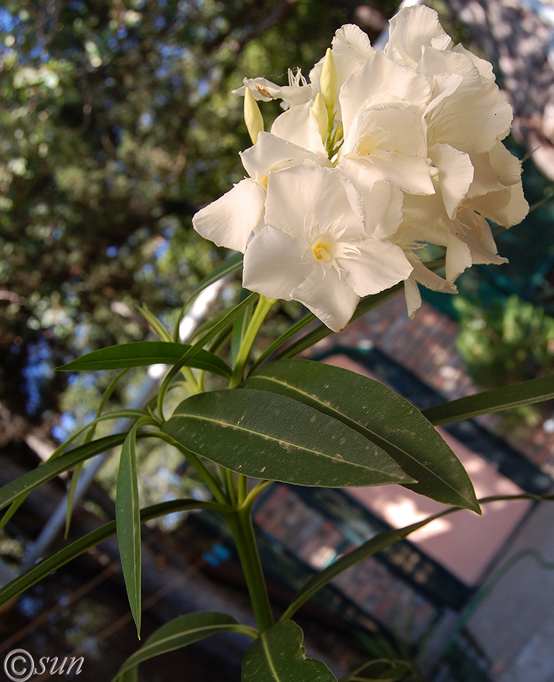 Image of Nerium oleander specimen.