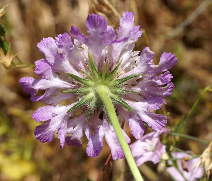 Image of Lomelosia songarica specimen.