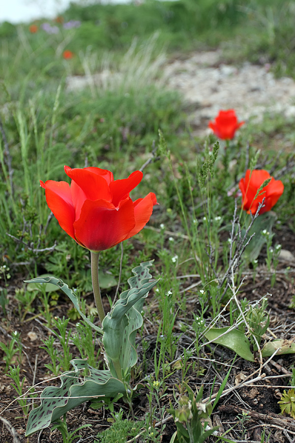 Image of Tulipa greigii specimen.