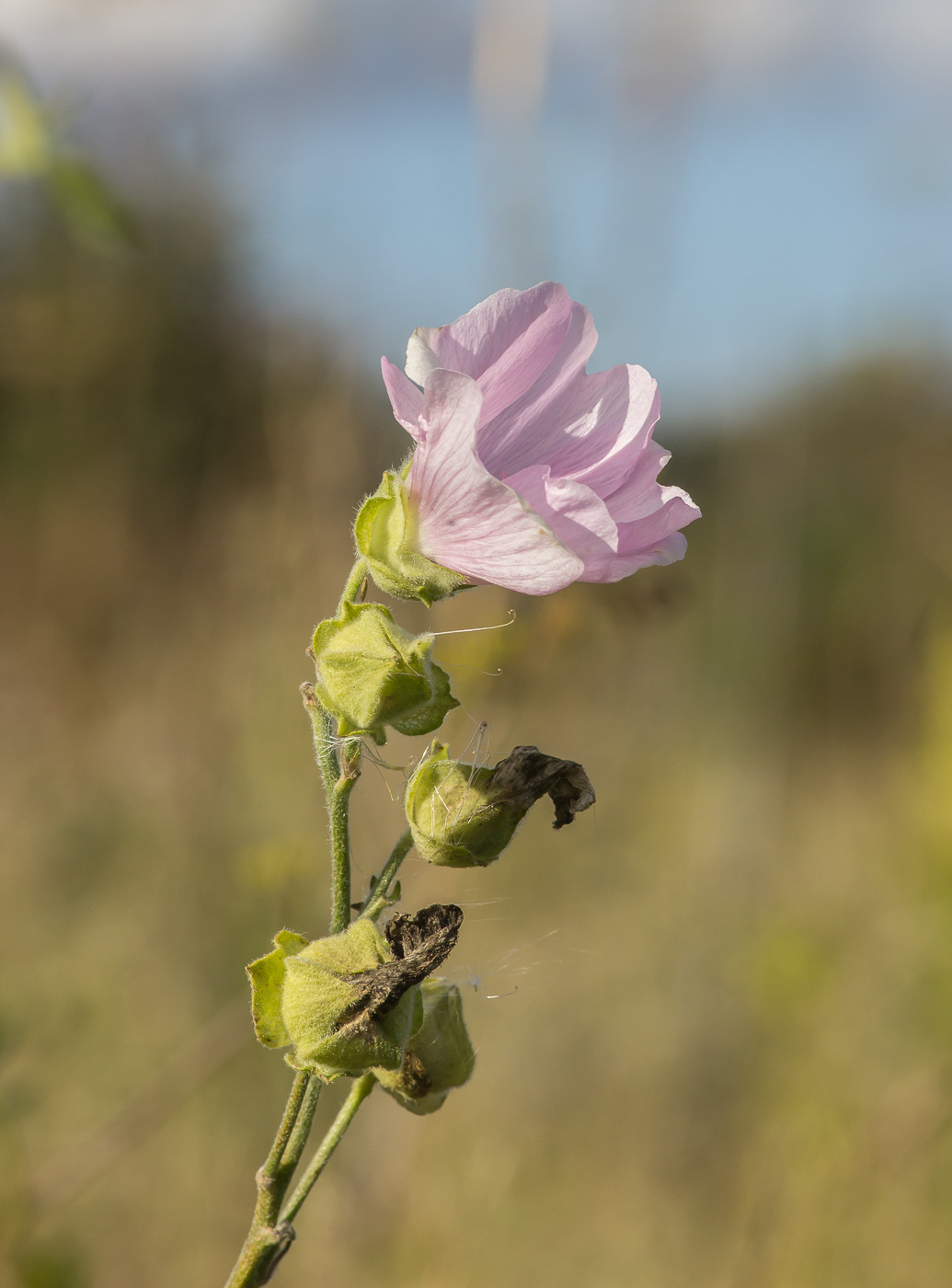 Image of Malva thuringiaca specimen.