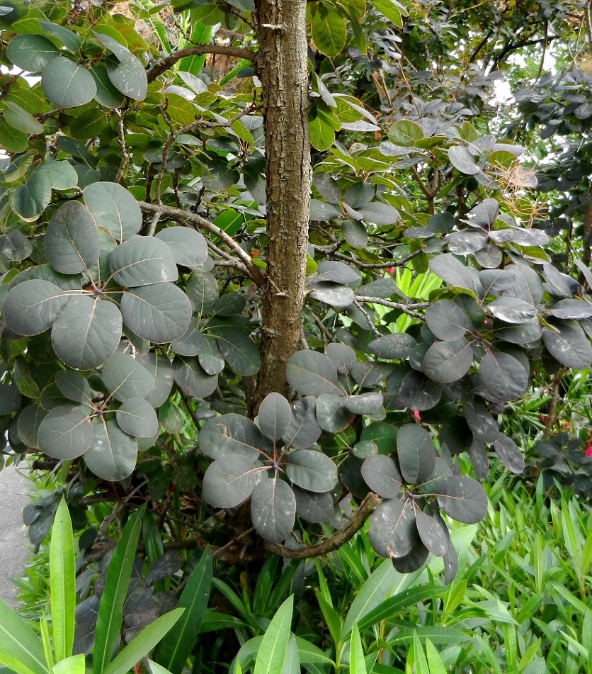 Image of Cotinus coggygria specimen.