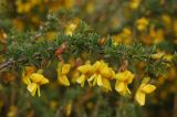 Caragana aurantiaca