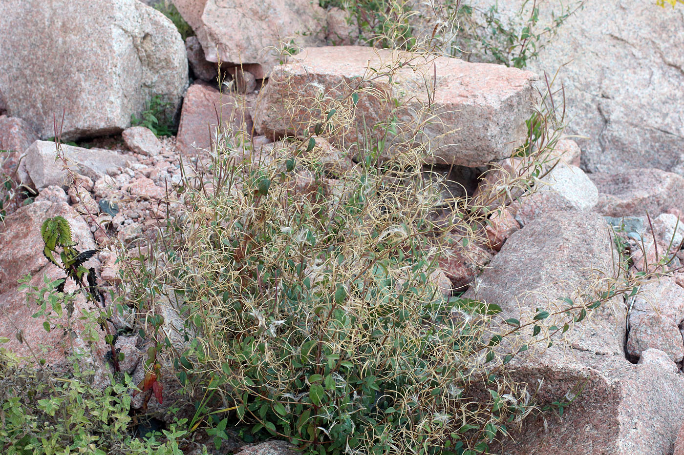 Image of Epilobium cylindricum specimen.