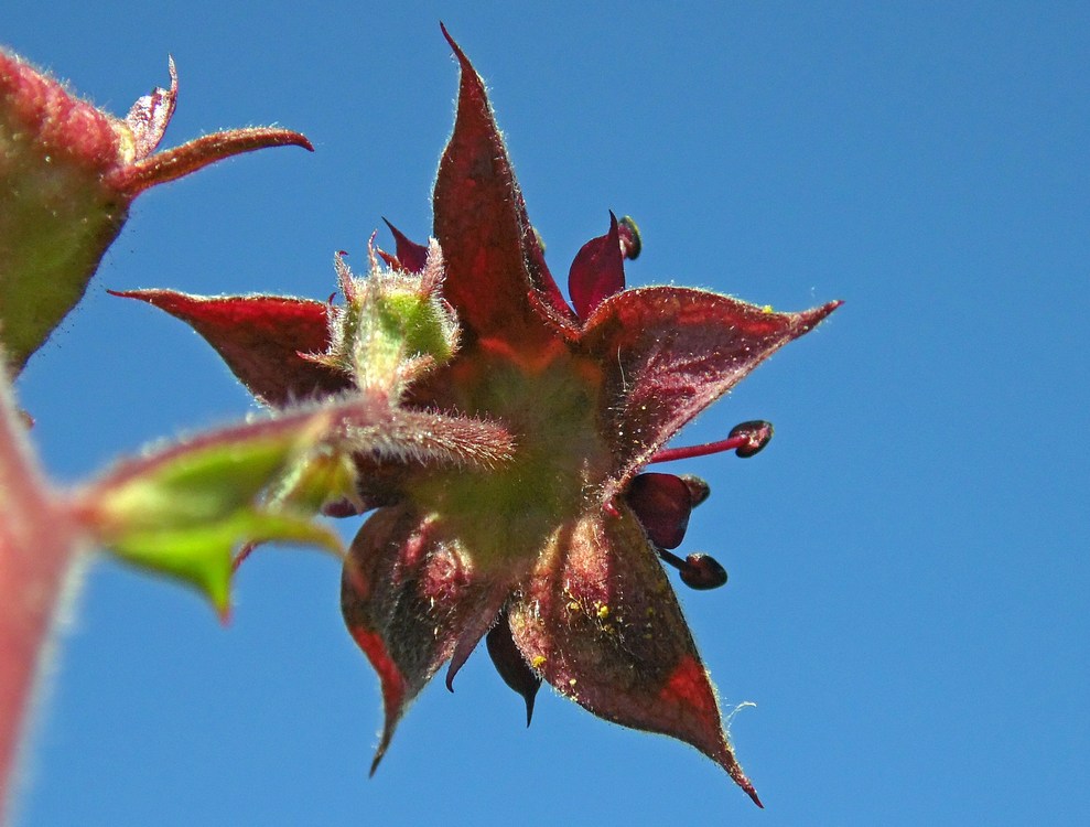 Image of Comarum palustre specimen.