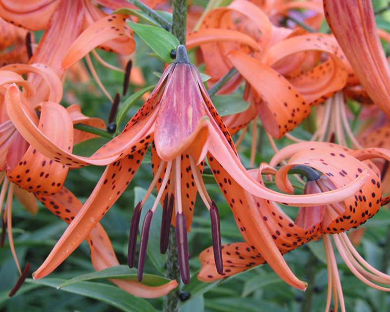 Изображение особи Lilium lancifolium.