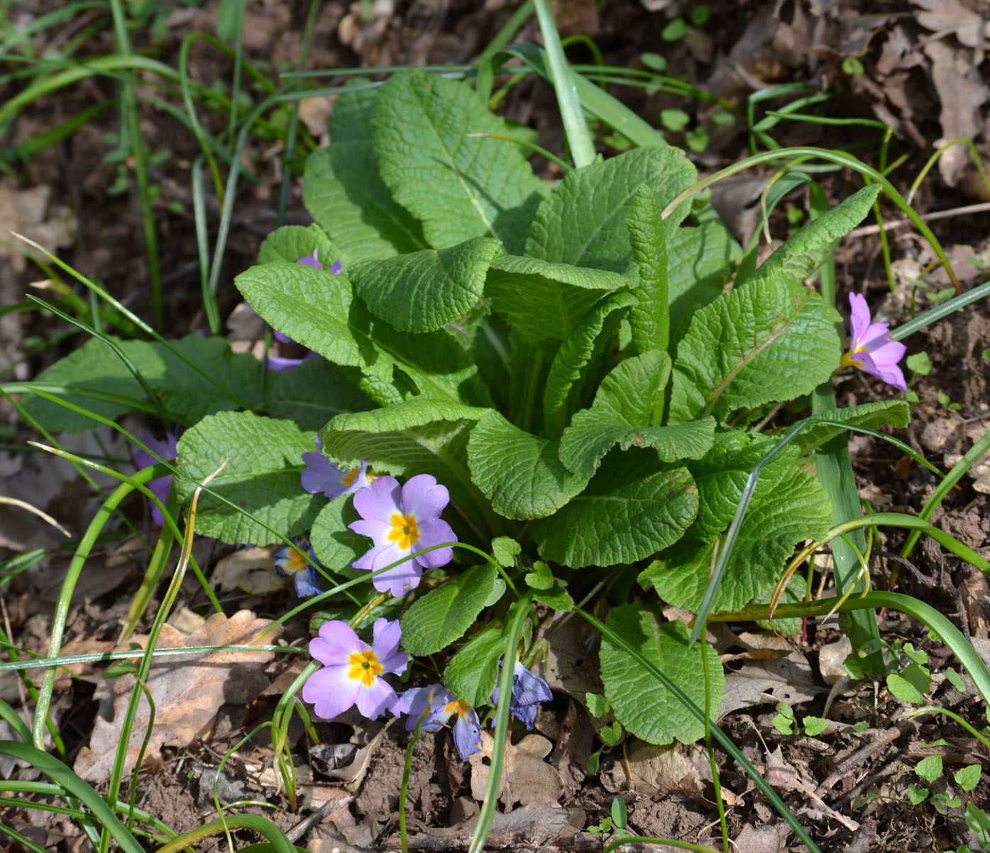 Image of Primula vulgaris specimen.