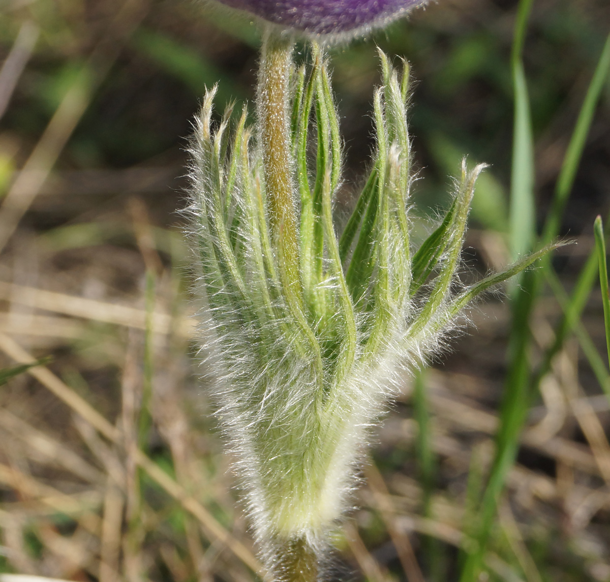 Image of Pulsatilla multifida specimen.