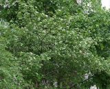 Crataegus sanguinea. Крона цветущего растения. Санкт-Петербург. 02.06.2009.