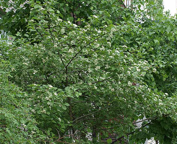 Image of Crataegus sanguinea specimen.