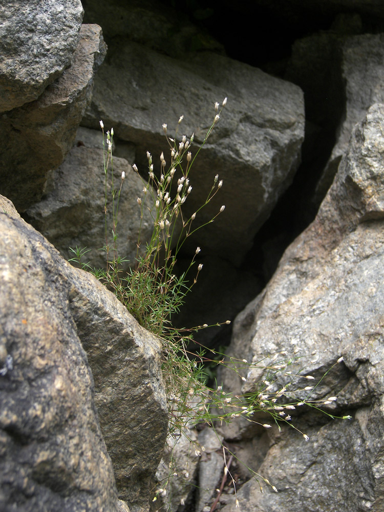 Image of Minuartia biebersteinii specimen.