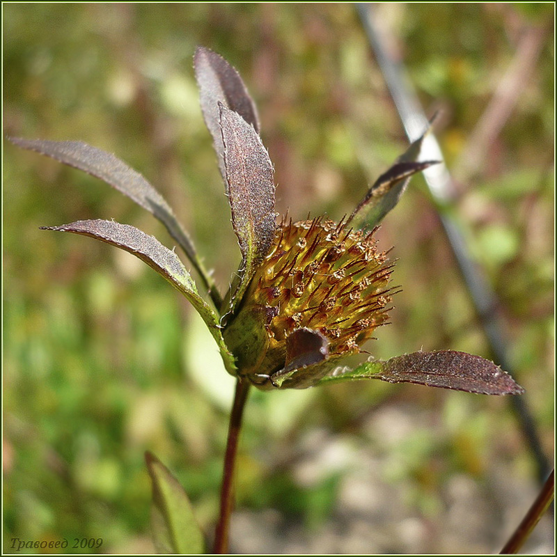 Image of Bidens frondosa specimen.