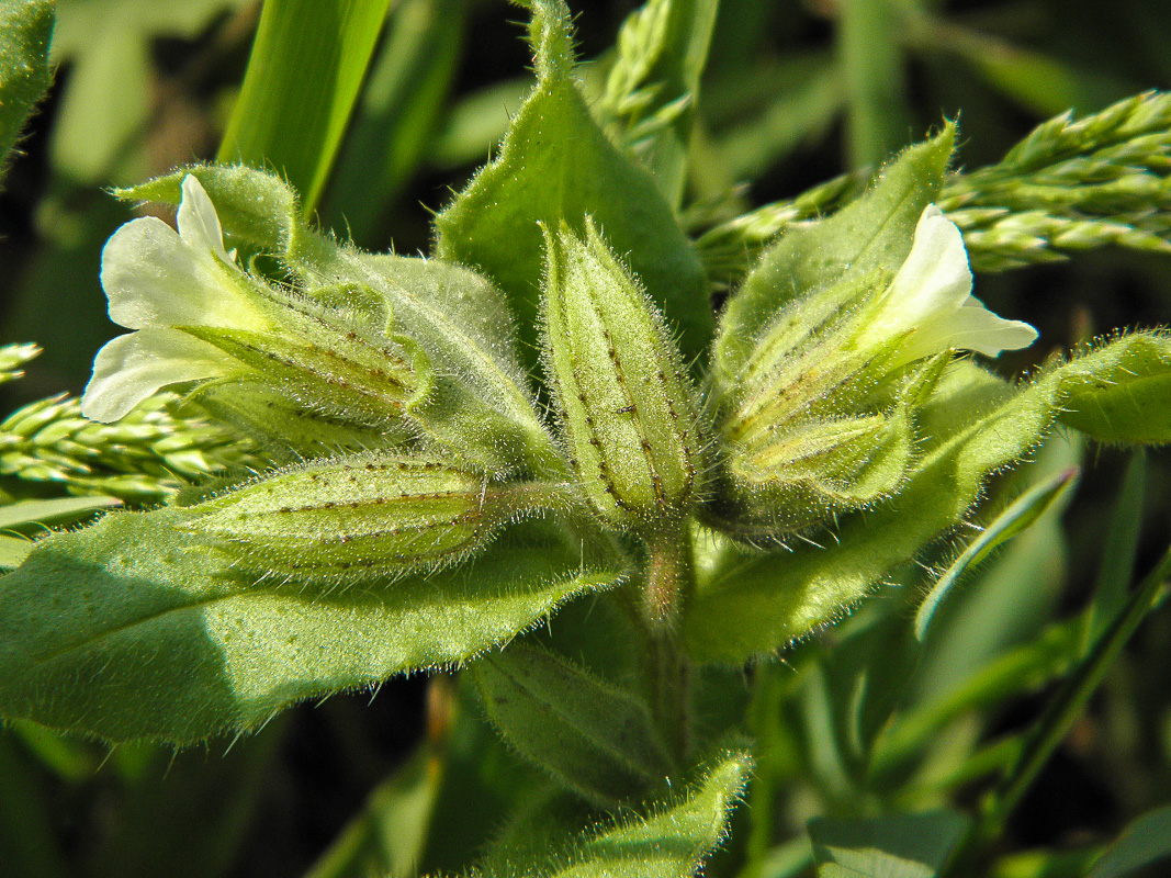 Image of Nonea lutea specimen.