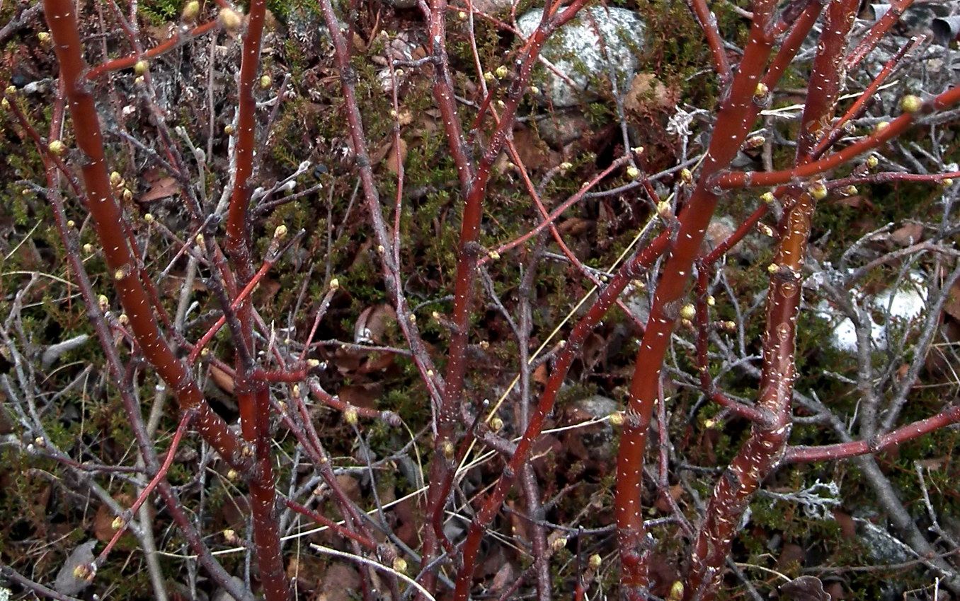 Image of genus Betula specimen.