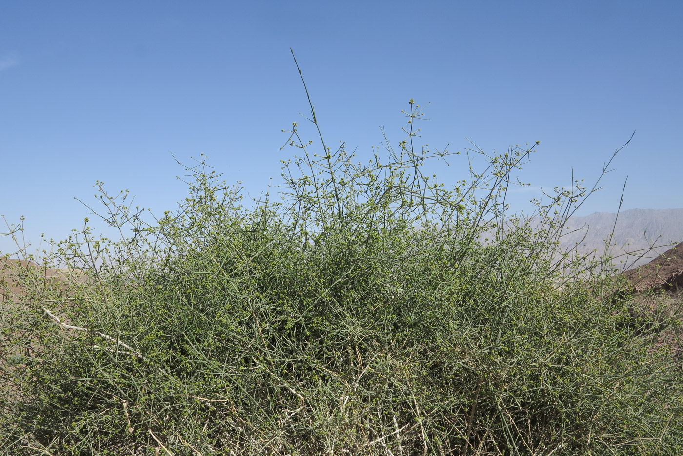 Image of Ephedra foliata specimen.