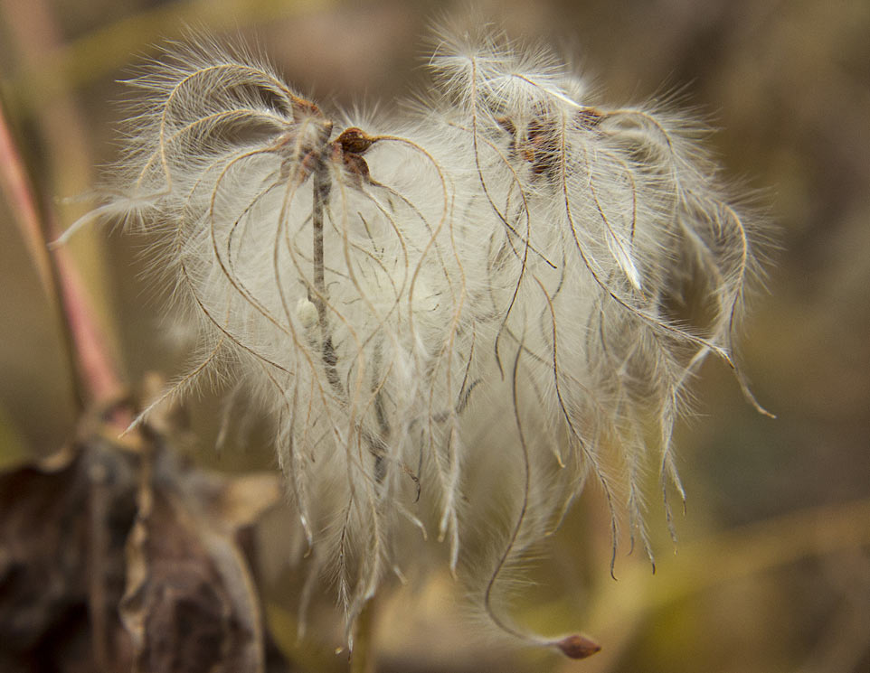 Image of Clematis vitalba specimen.