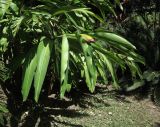 Alpinia zerumbet