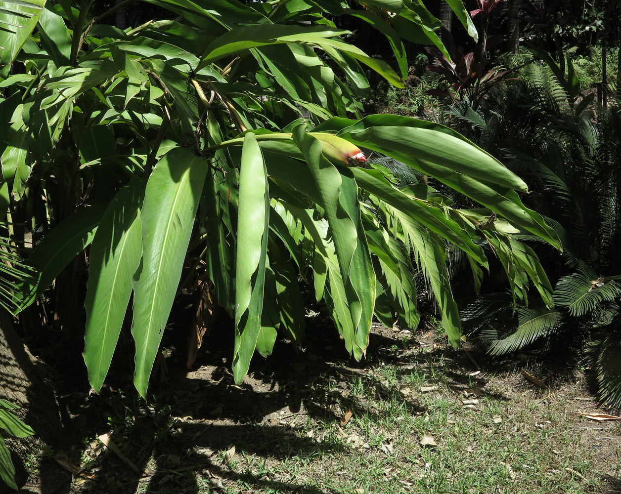 Image of Alpinia zerumbet specimen.