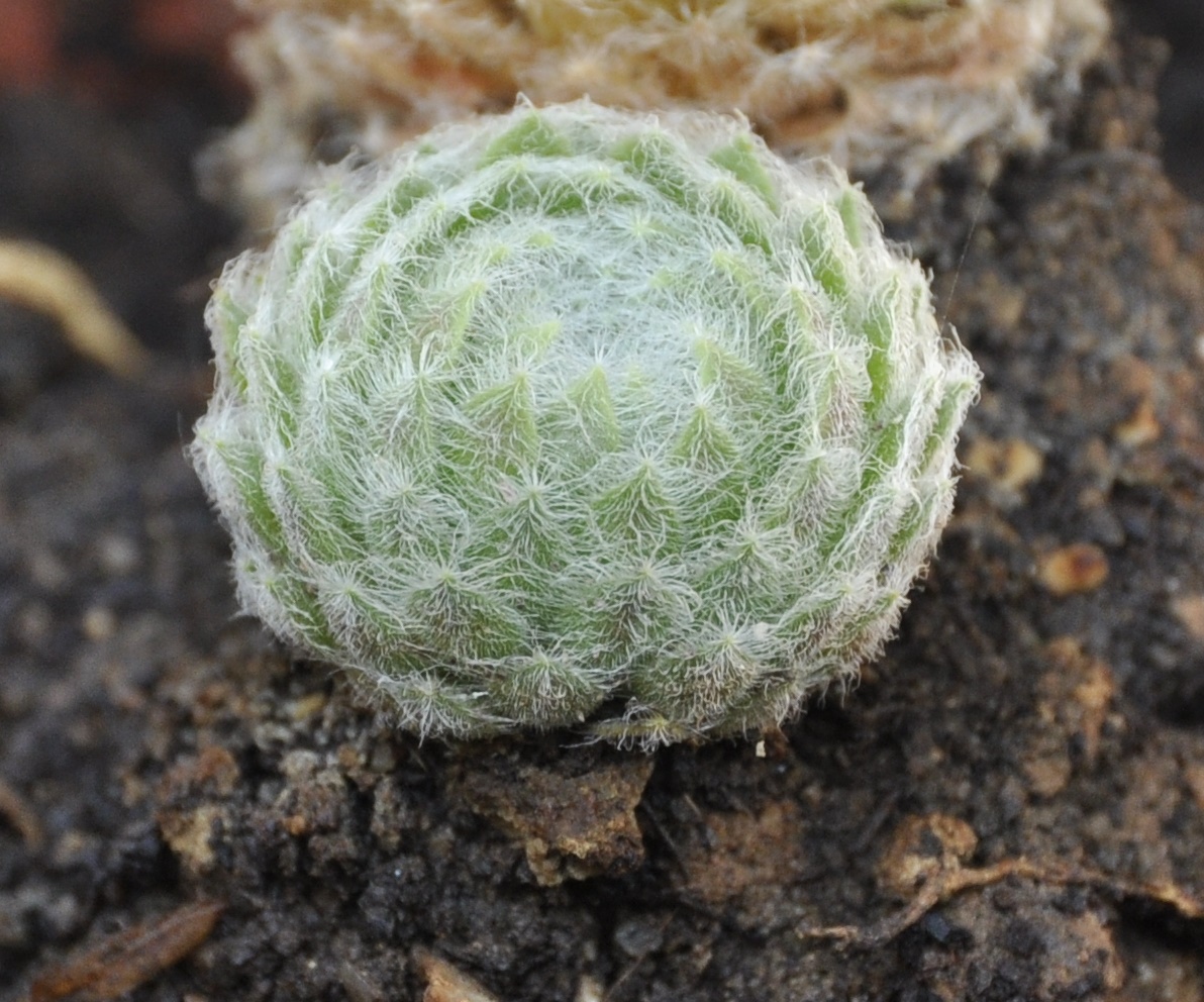 Image of Sempervivum ciliosum specimen.