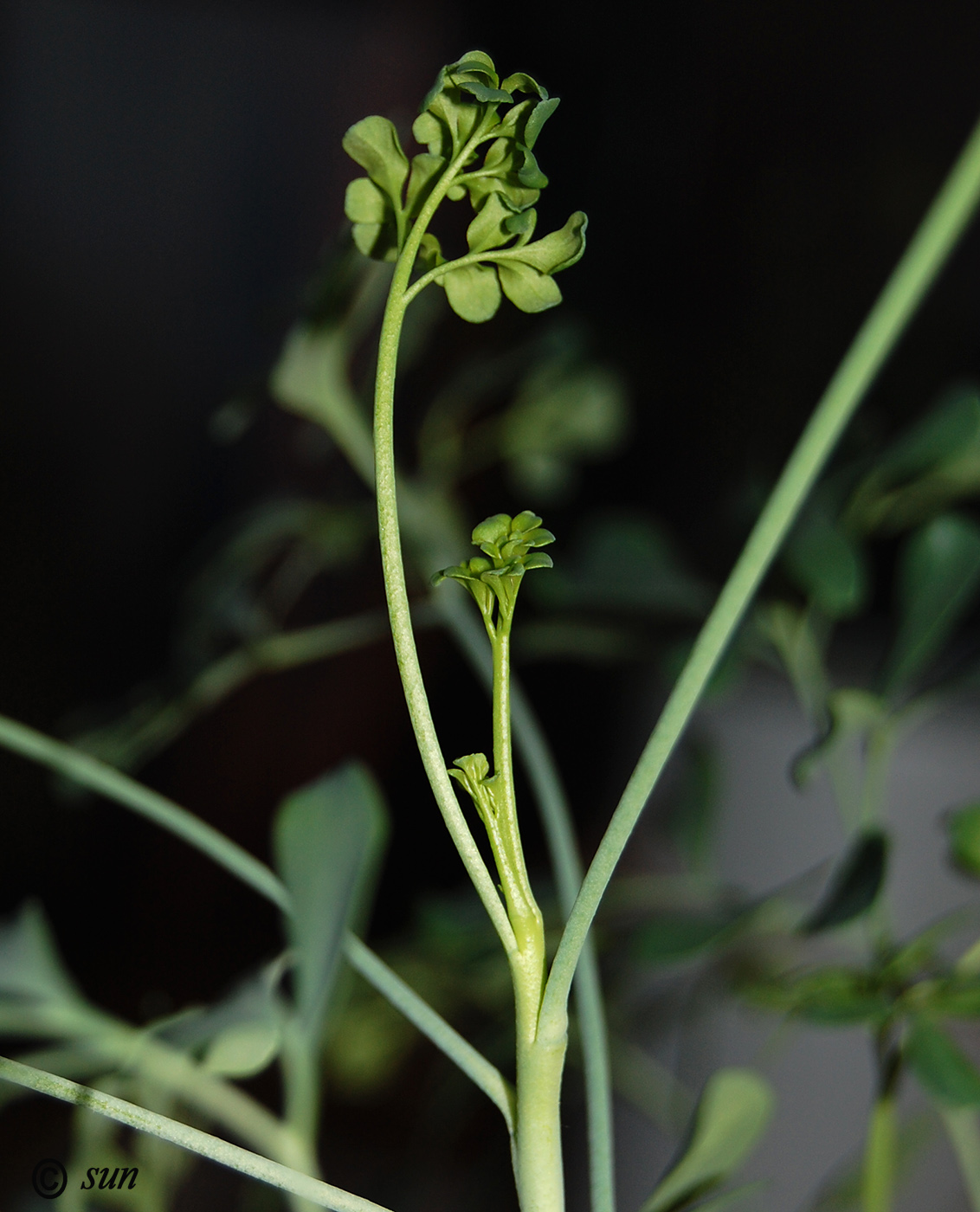 Image of Ruta graveolens specimen.