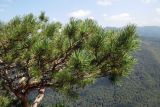 Pinus sylvestris. Часть кроны. Республика Адыгея, Майкопский р-н, ок. 1 км севернее пос. Хамышки, юго-восточный склон горы Монах, выс. ок. 1000 м н.у.м., на краю скалы. 20.08.2016.