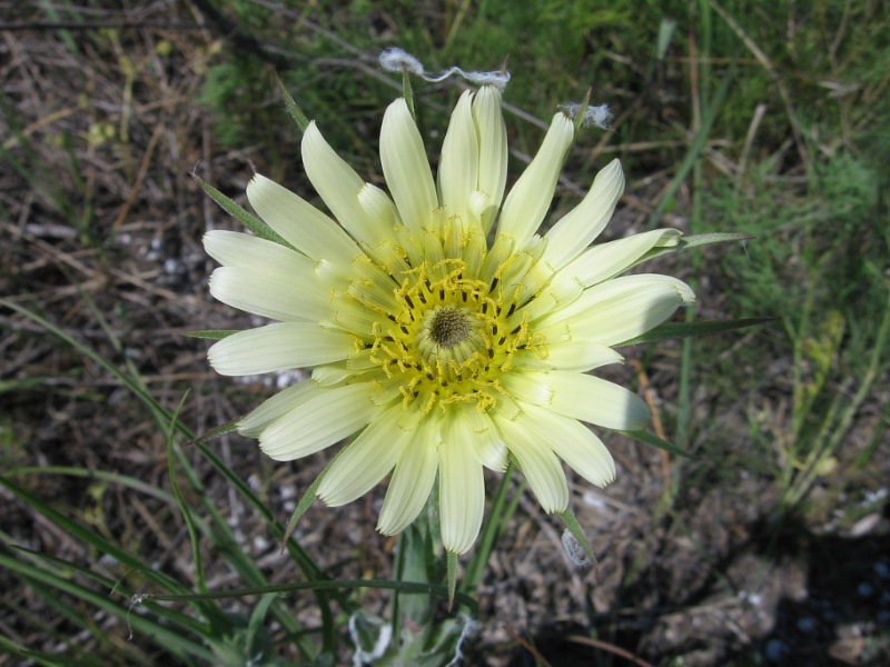 Image of Tragopogon dubius ssp. desertorum specimen.