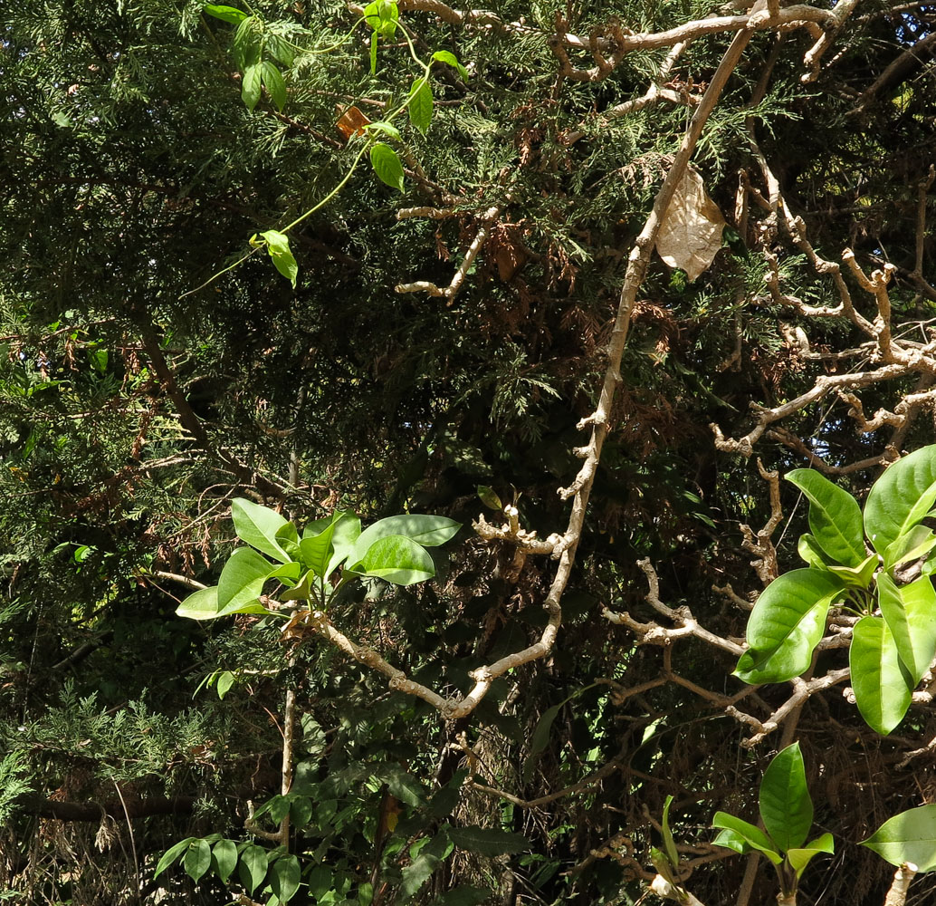 Image of Solandra maxima specimen.