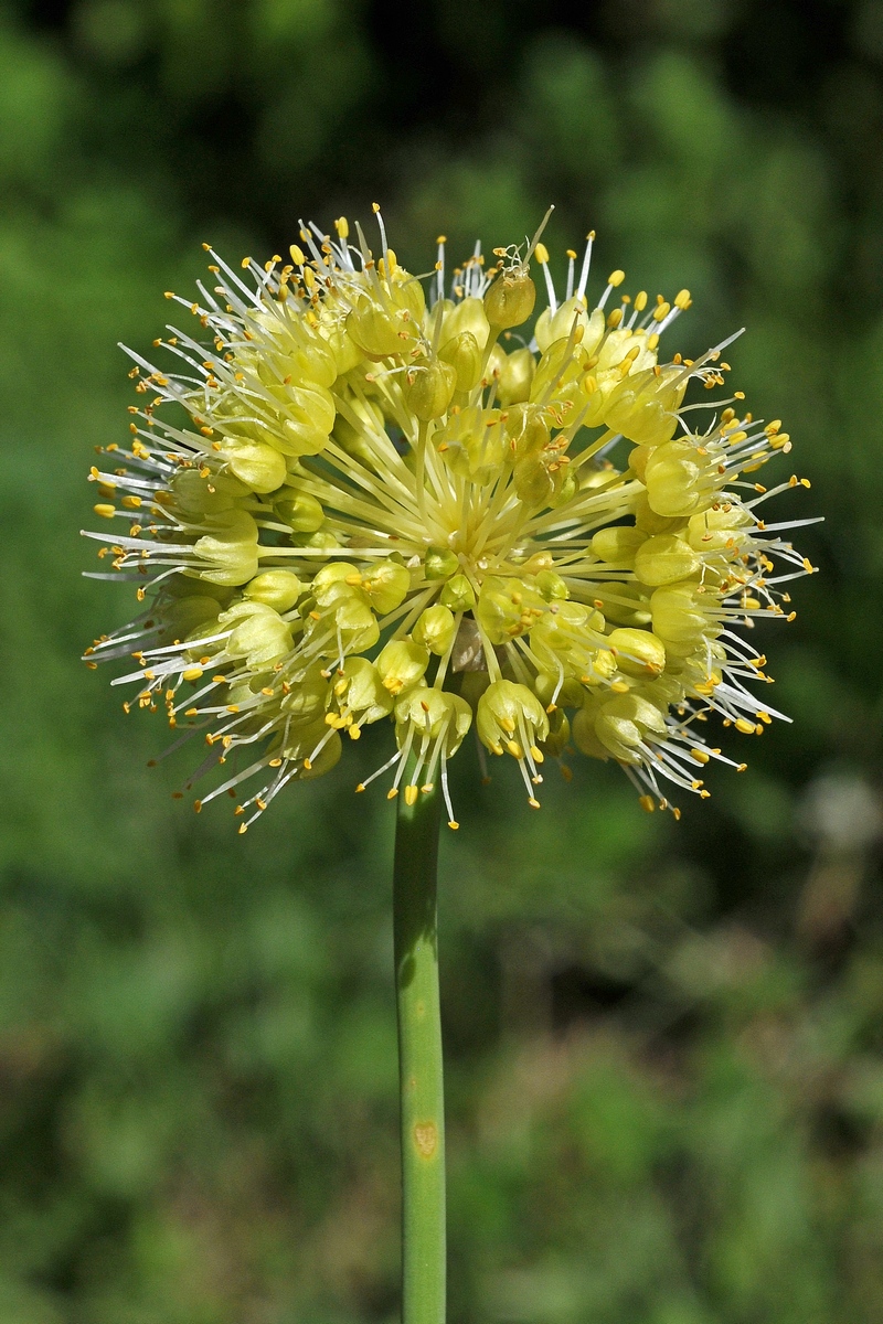 Image of Allium obliquum specimen.