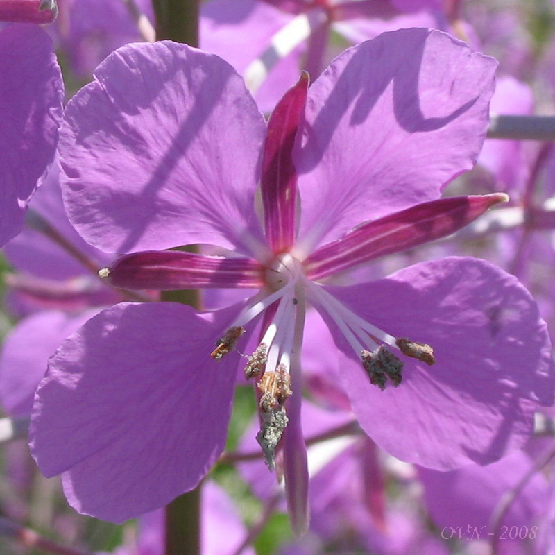 Image of Chamaenerion angustifolium specimen.