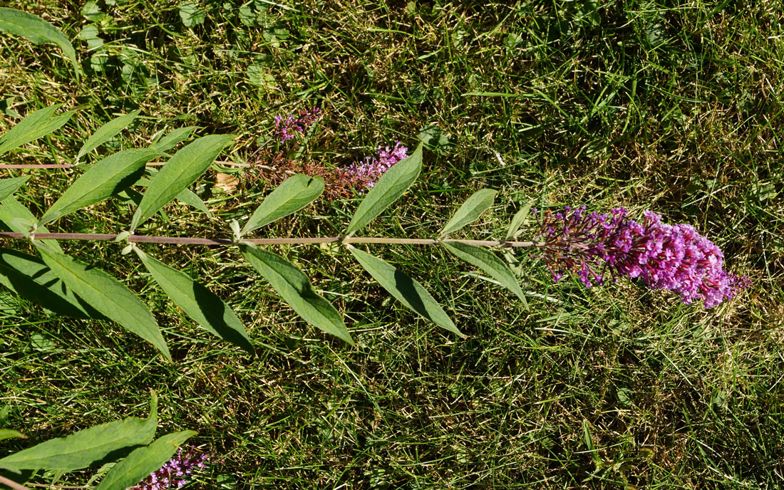 Изображение особи Buddleja davidii.