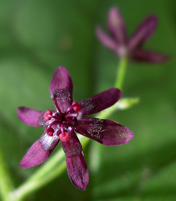 Изображение особи Veratrum maackii.