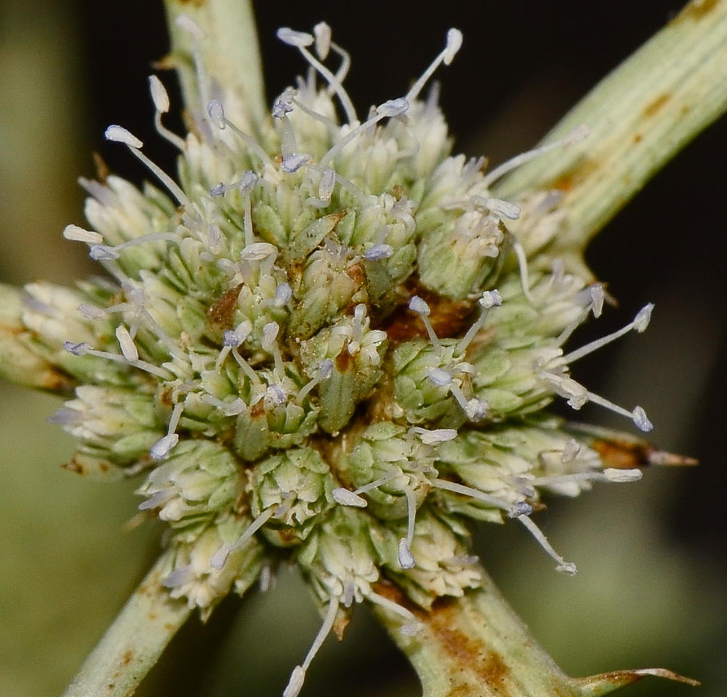 Image of Eryngium glomeratum specimen.