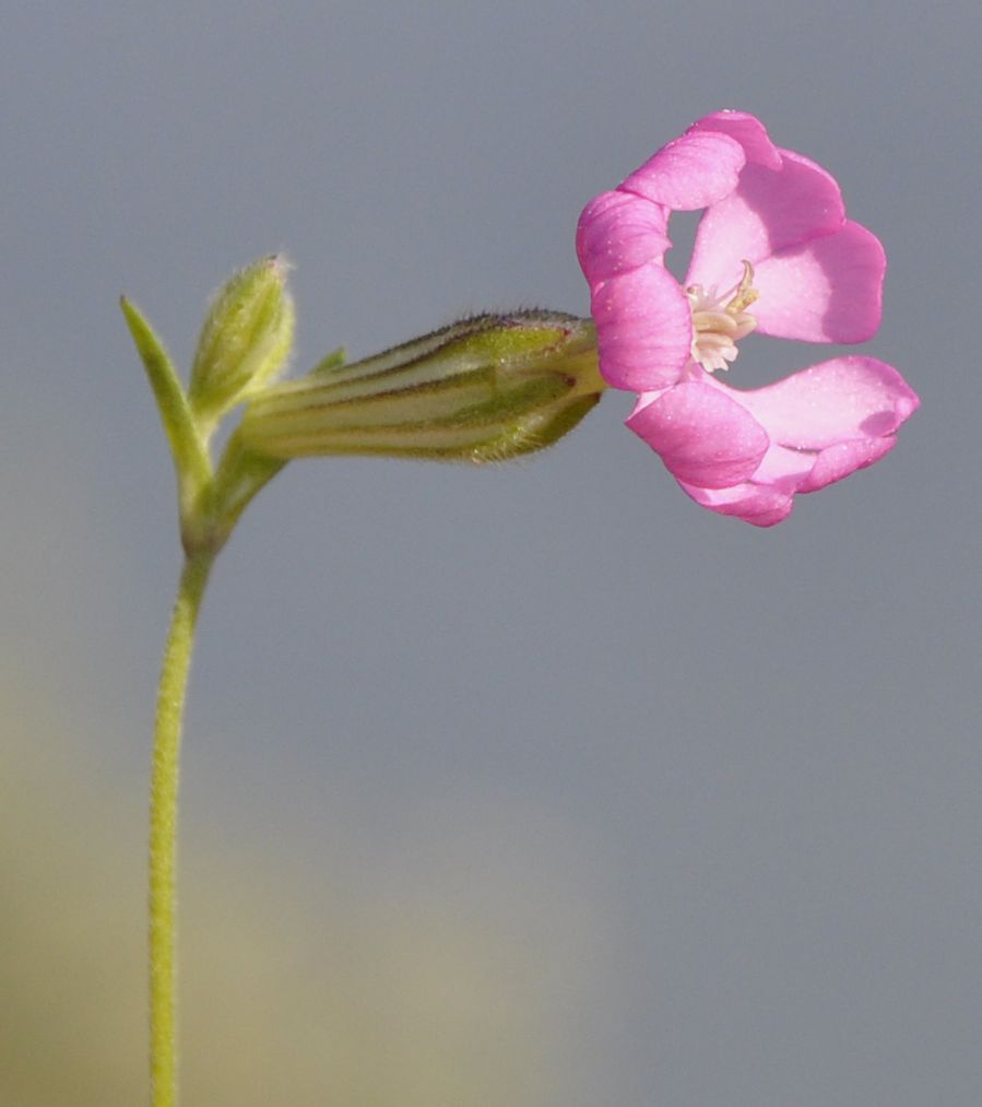 Изображение особи Silene colorata.