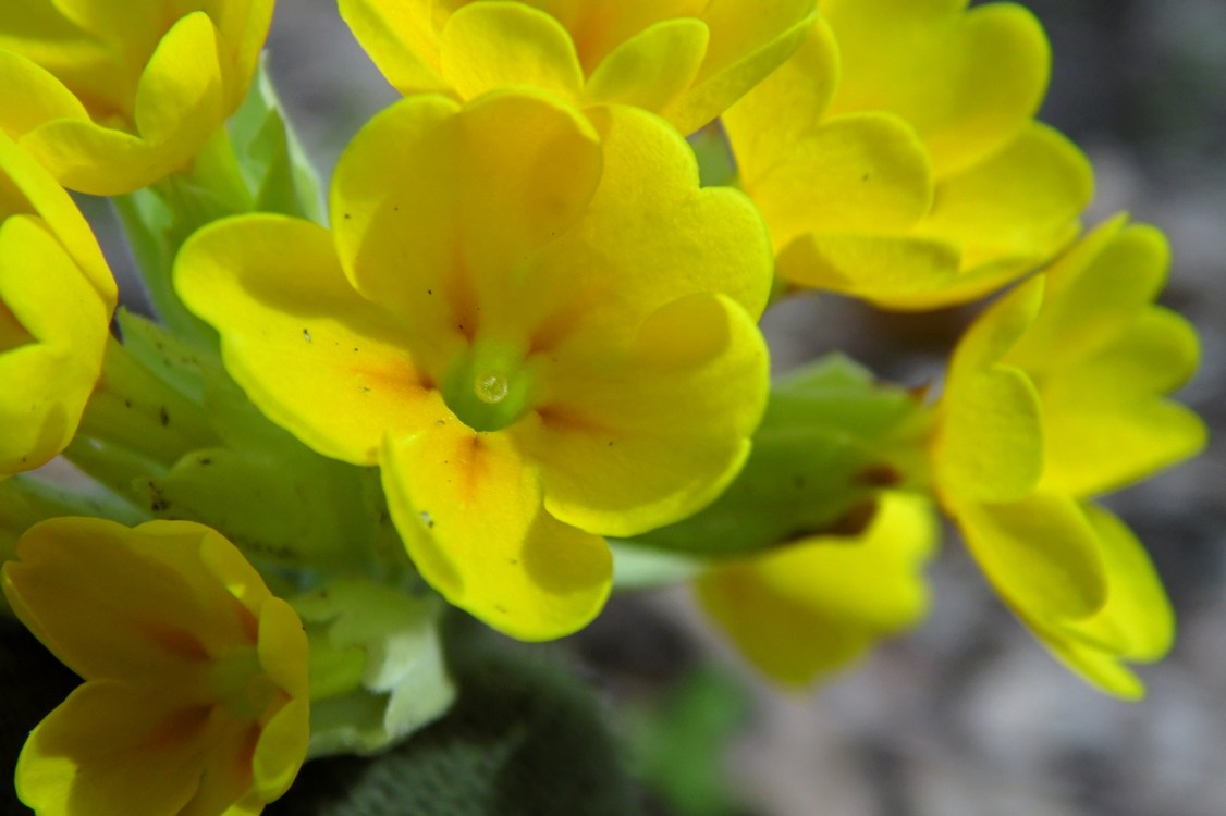 Image of Primula macrocalyx specimen.