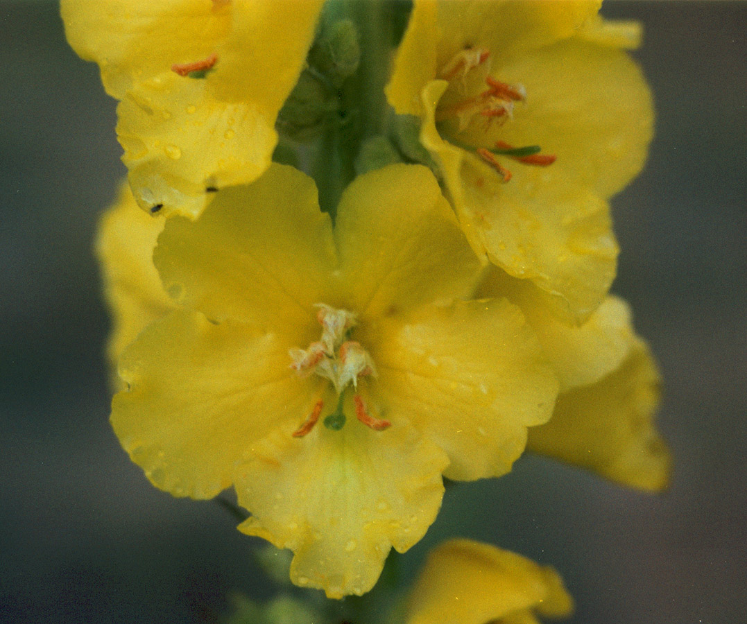 Image of Verbascum densiflorum specimen.