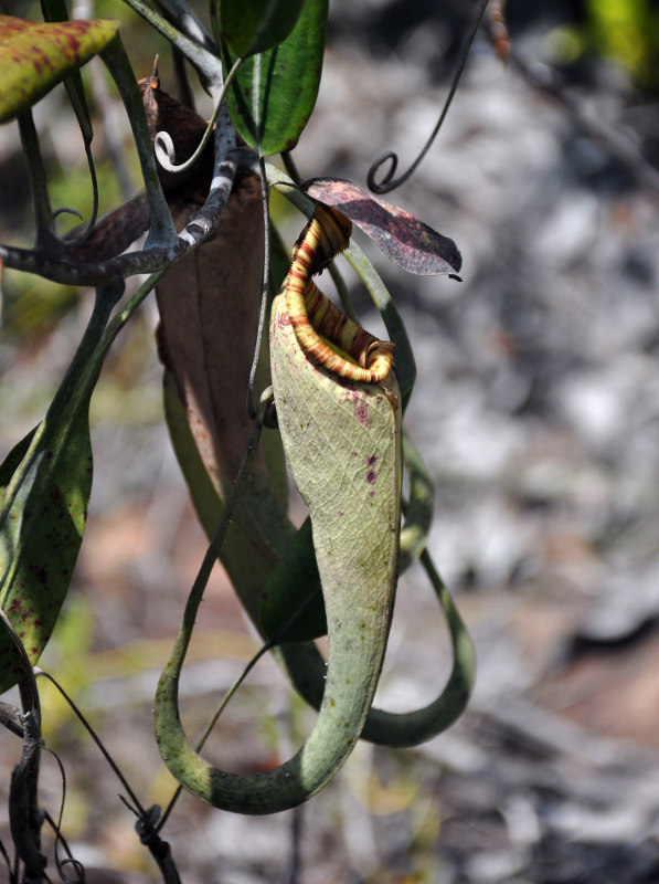 Изображение особи Nepenthes stenophylla.