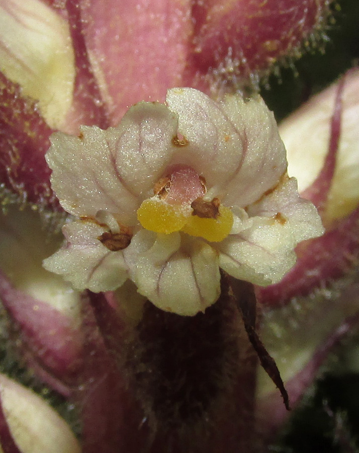 Image of Orobanche hederae specimen.