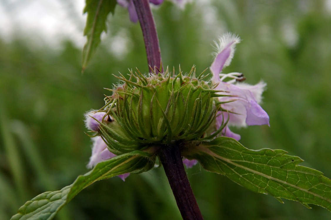 Image of Phlomoides tuberosa specimen.