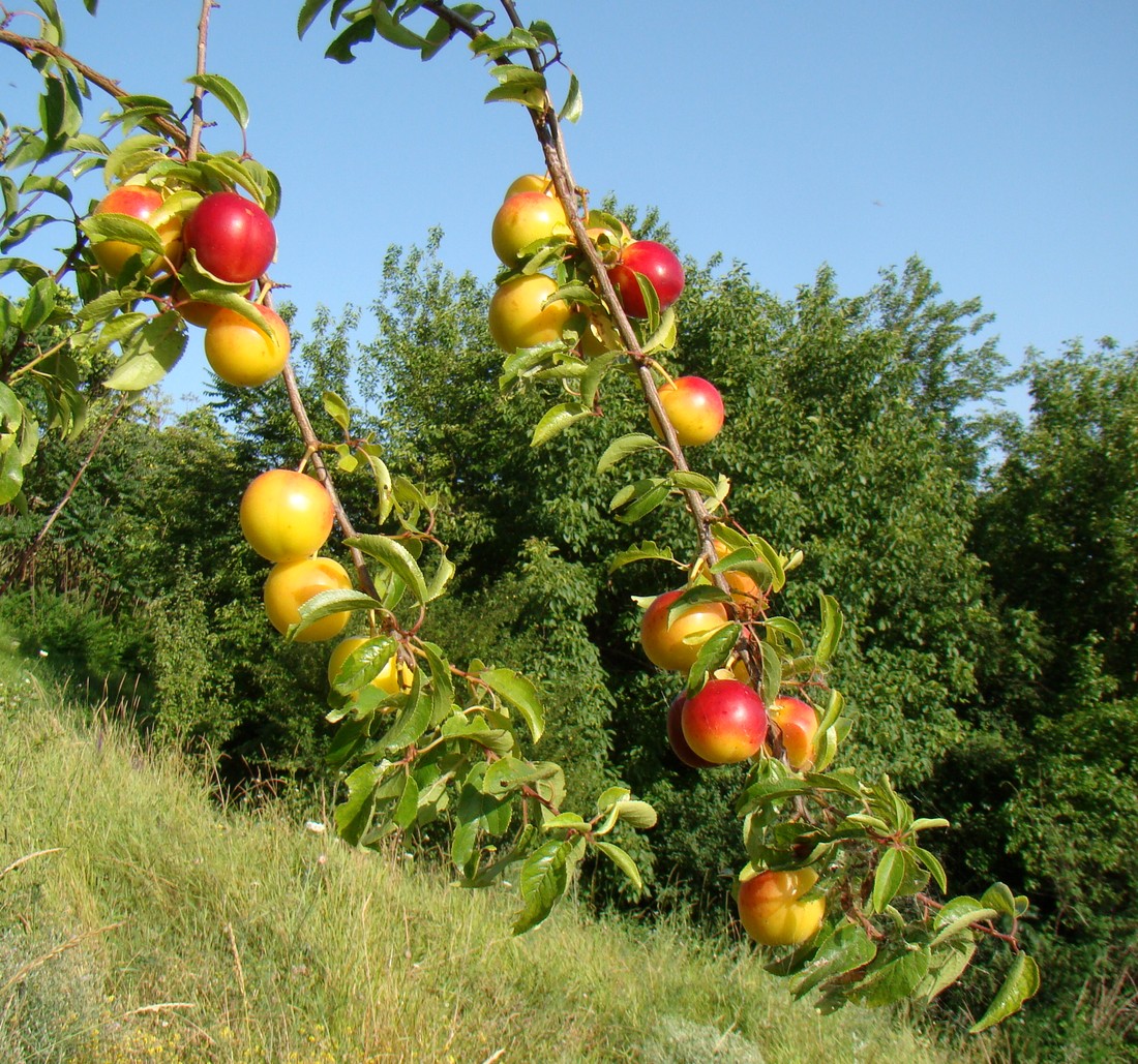 Image of Prunus cerasifera specimen.