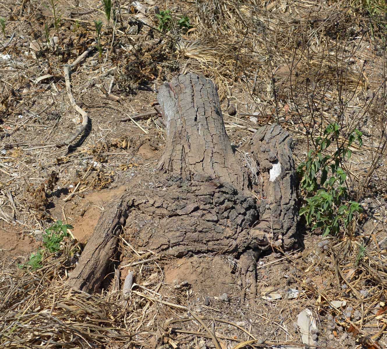 Image of Leucadendron galpinii specimen.