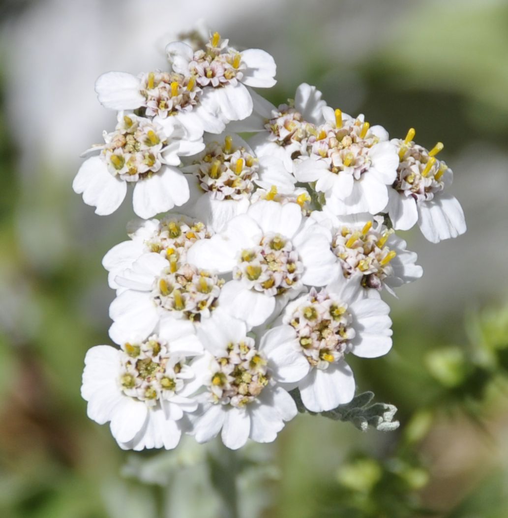 Image of Achillea ambrosiaca specimen.