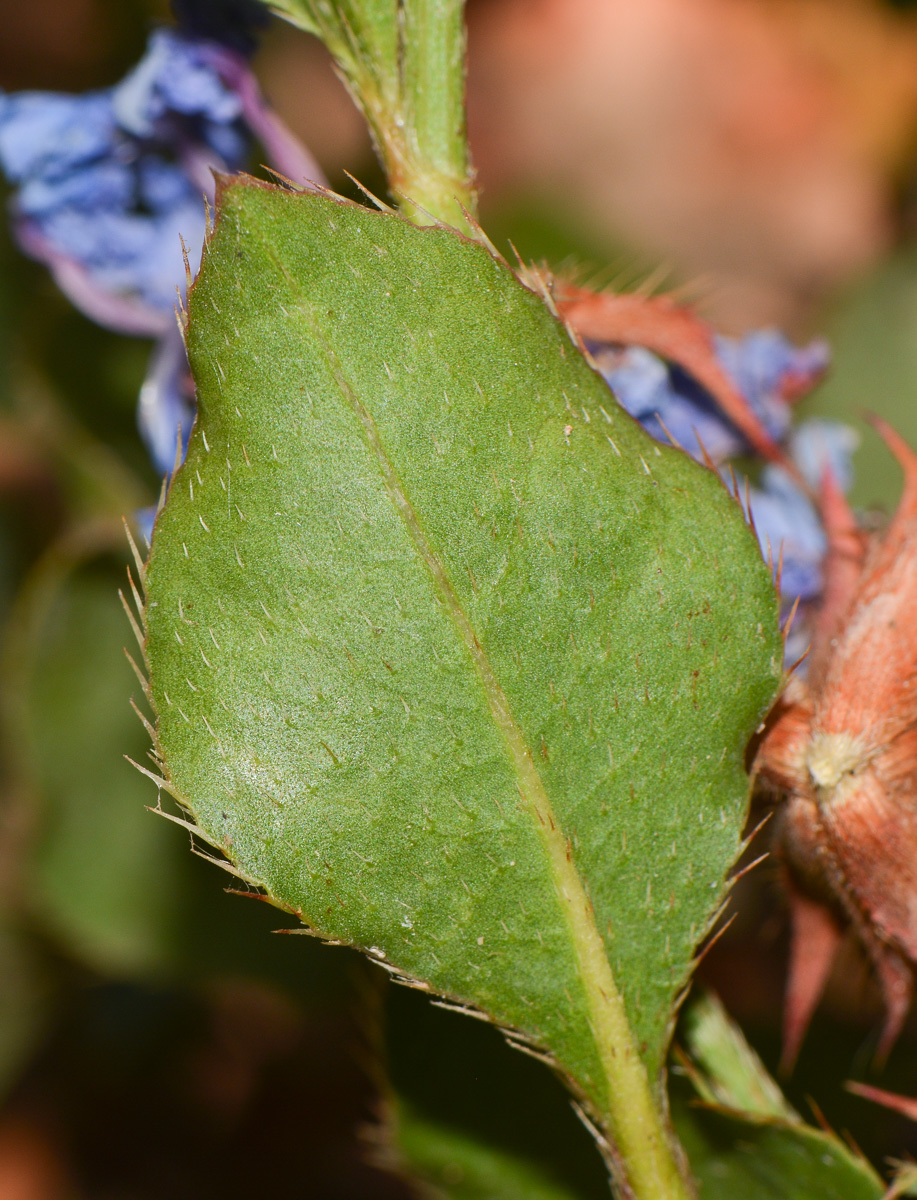 Image of Ceratostigma willmottianum specimen.