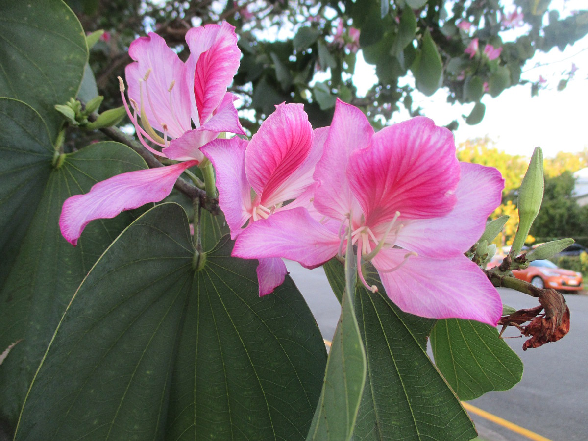 Image of Bauhinia variegata specimen.