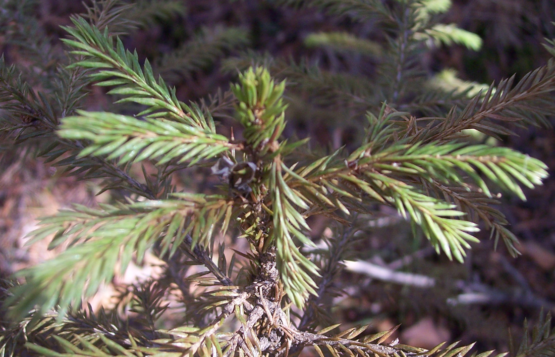 Изображение особи Picea obovata.