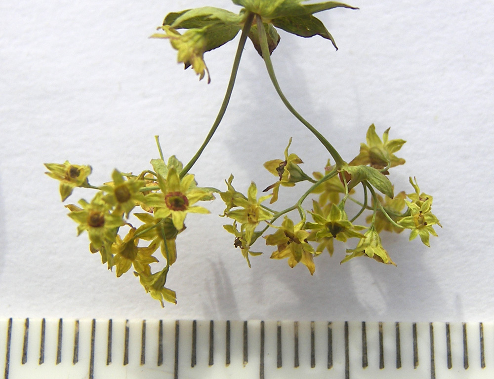 Image of Alchemilla retinervis specimen.