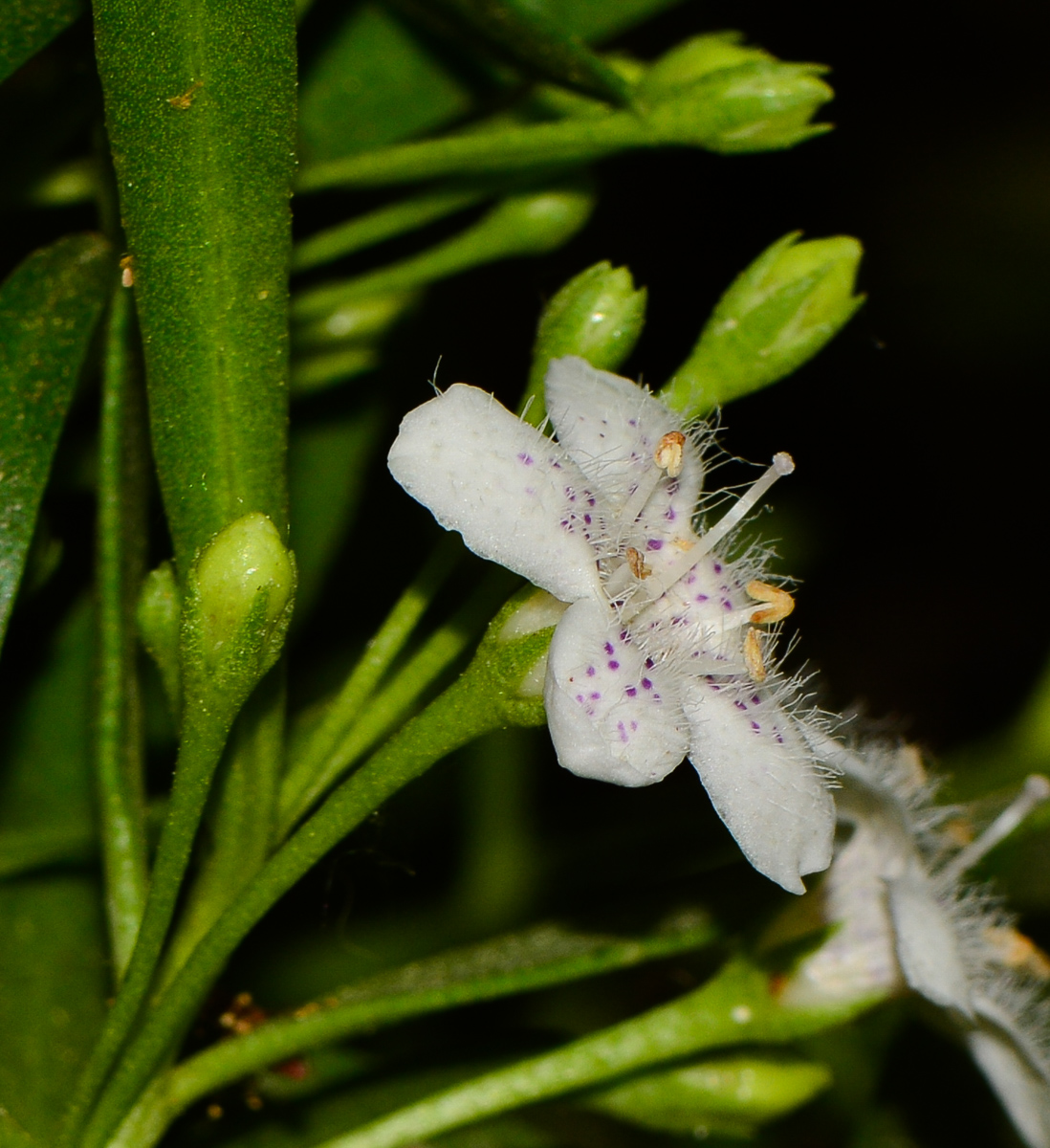 Image of Myoporum parvifolium specimen.