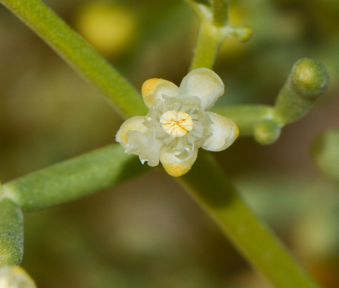 Изображение особи Tetraena coccinea.