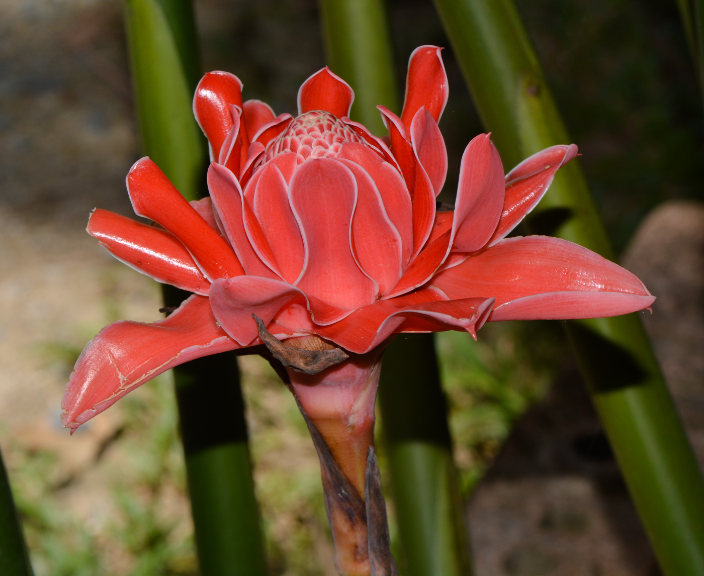 Image of Etlingera elatior specimen.