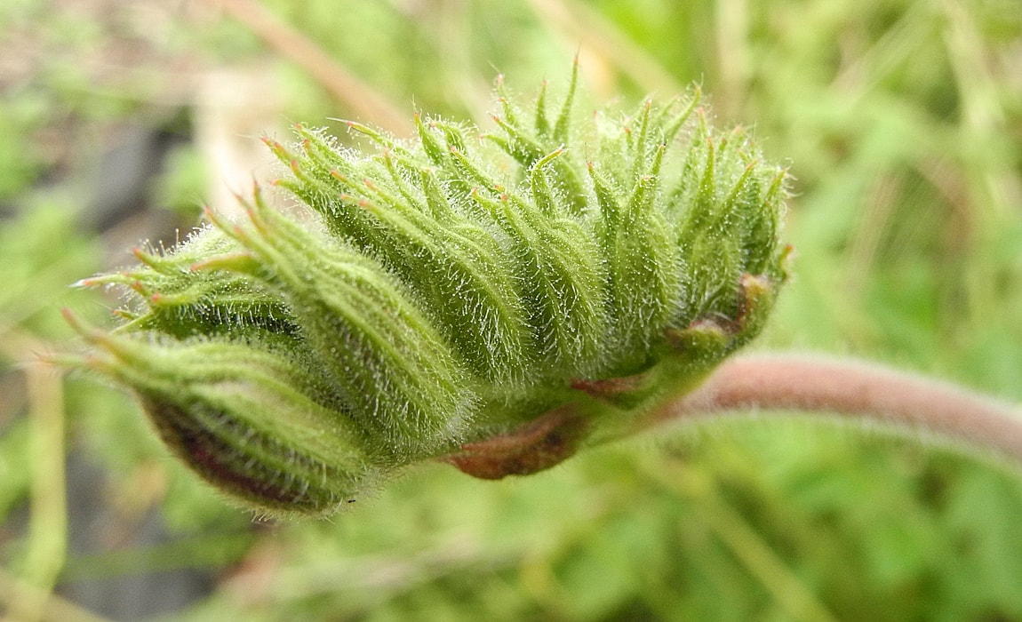 Изображение особи Erodium manescavi.